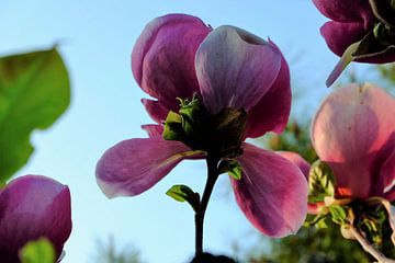 Bloem aan de Tulpenboom 2.4 van Marian Klerx