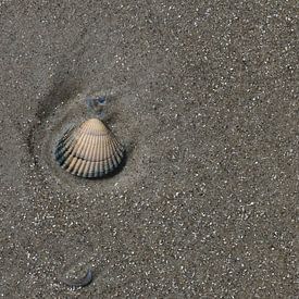Een schelp op het strand van Matthias Brix