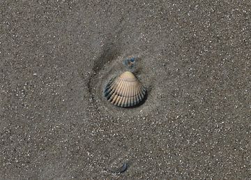 Eine Muschel am Strand von Matthias Brix
