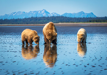 LP 71126295 Bären in Alaska in schöner Landschaft