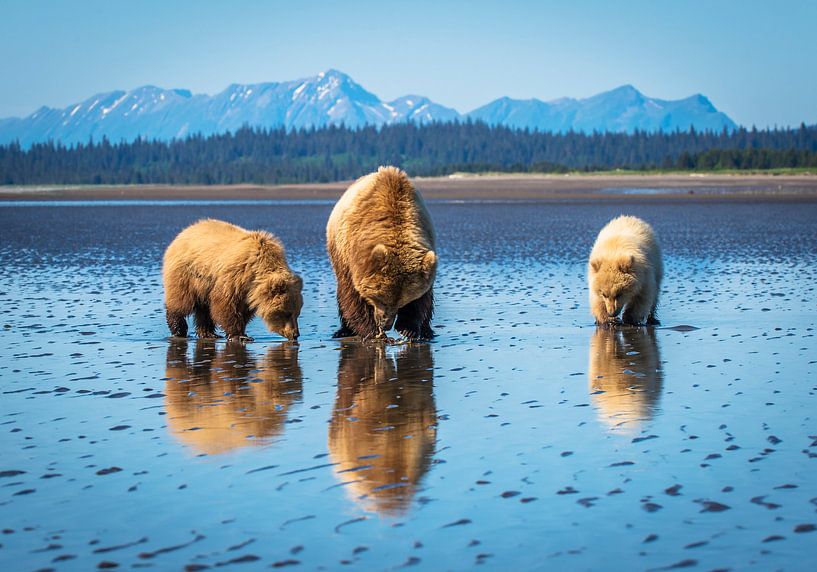 LP 71126295 Bears in Alaska in beautiful landscape by BeeldigBeeld Food & Lifestyle