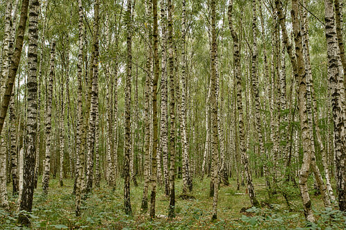 Birkenwald 2026