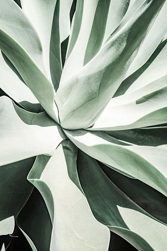 Succulent Harmony