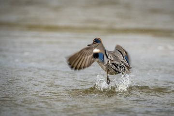 Common Teal by Gonnie van de Schans