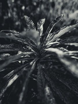 La nature en détail #10