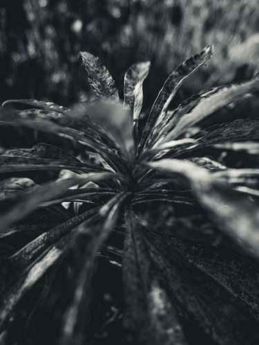 Nature in Detail #10