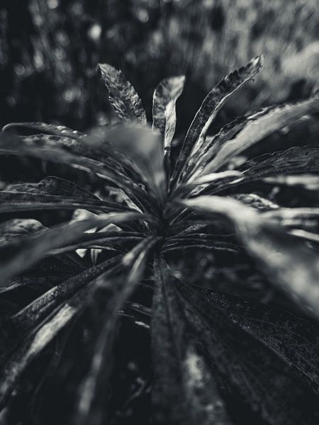 Natur im Detail #10 von Tamara S.