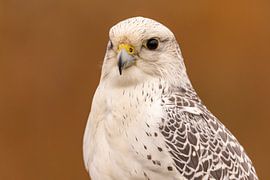 Buse d'or, Falco rusticolus