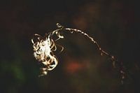 Style my Home series by Liberty Ragazza Biesma