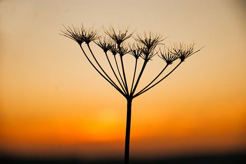Een uitgebloeide fluitenkruid bij zonsondergang