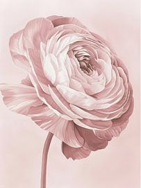 Fleur de renoncule rose pâle sur Mosaic Dialogue