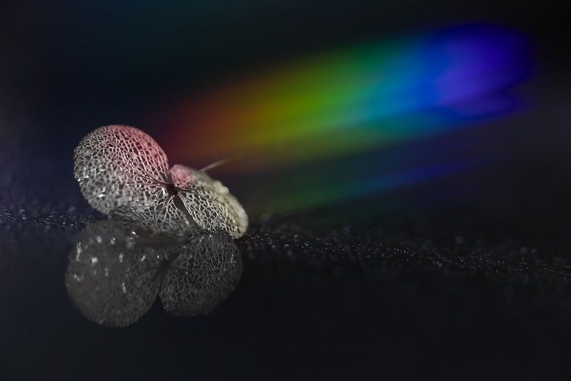 Hortensie in Regenbogen von Patricia van Kuik