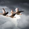 Three geese flying against threatening cloudy sky by Inge van den Brande