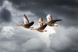 Three geese flying against threatening cloudy sky