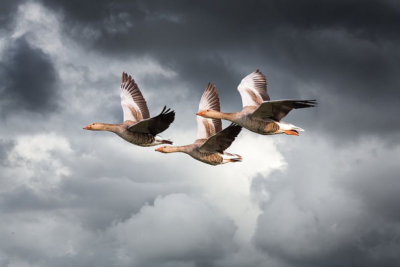 Drie vliegende ganzen tegen dreigende wolkenlucht van Inge van den Brande