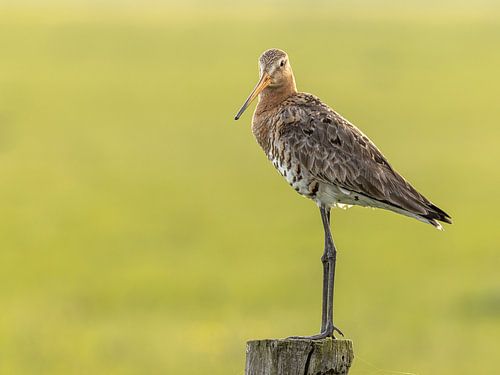 Grutto tegen groene achtergrond