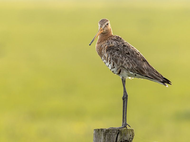 Uferschnepfe vor grünem Hintergrund von Linda Raaphorst
