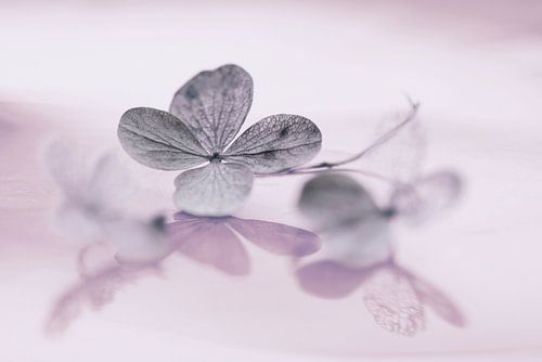 Vergaan bloemblad, romantiek