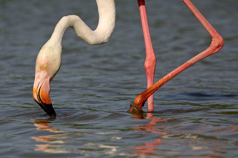 Flamant rose en Camargue par Antwan Janssen