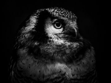 Owl Portrait 2 by YUTAKA KURAHASHI