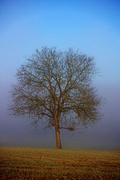 boom zonder bladeren in de herfst in een mistig weiland van Andreas Freund