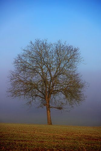 boom zonder bladeren in de herfst in een mistig weiland