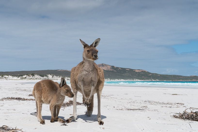 Kängurus, Lucky Bay, Cape Le Grand National Park, Westaustralien von Alexander Ludwig