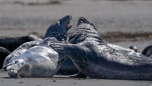 Grey Seals Interacting and Play Fighting on Shore