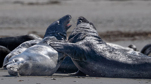 Grey Seals Interacting and Play Fighting on Shore