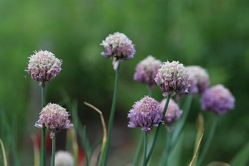 Fleurs d'une plante de ciboulette