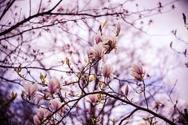 Mognolia boom in bloei  by Margriet Hulsker