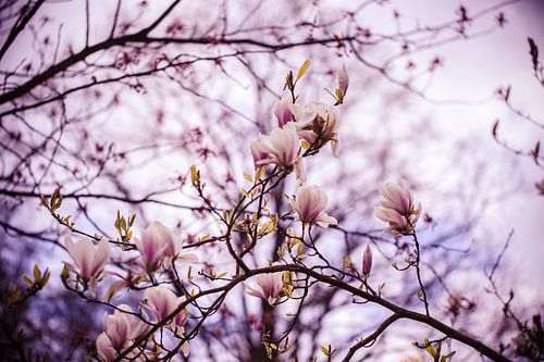 Mognolia boom in bloei 