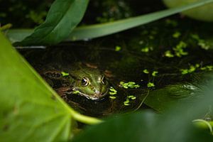 Frog by P Kuipers