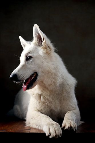 Zwitserse herdershond