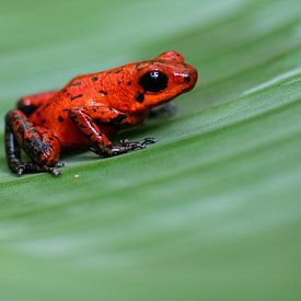 Aardbeigifkikker van Kars Klein Wolterink