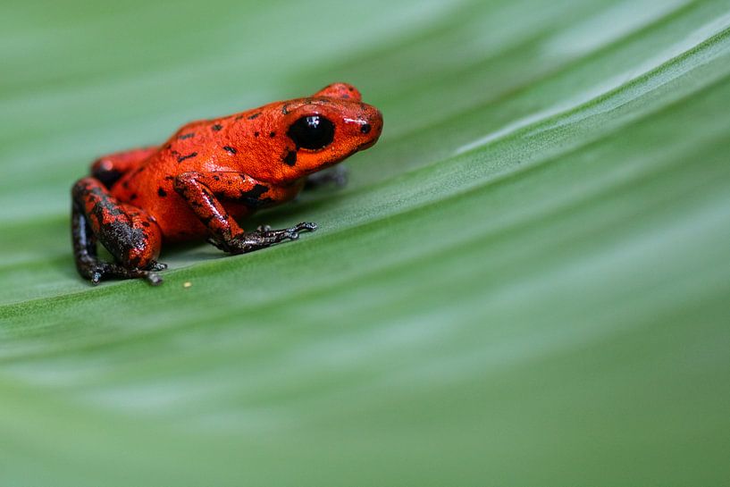 Strawberry poison frog by Kars Klein Wolterink
