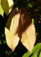 Autumn 4