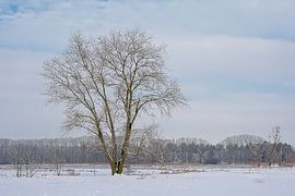 Elm in a snow covered winter landscape by Kristof Lauwers