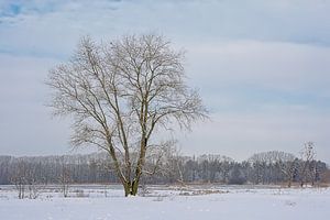 Iep in een winters sneeuwlandschap