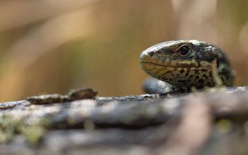 Viviparous lizard by Niels Punter