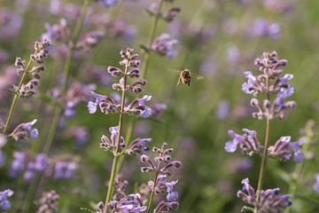 Bee amidst summer flowers von Leon Doorn