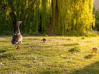 Mutter Gans mit Küken im Park