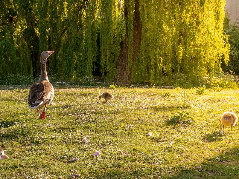 Mutter Gans mit Küken im Park von Charlotte Dirkse