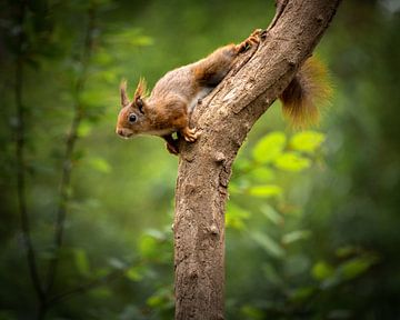 Climbing squirrel by Inge Wessels