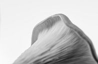 Fragile edge of an oyster mushroom by Ellen van Schravendijk thumbnail