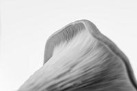 Fragile edge of an oyster mushroom