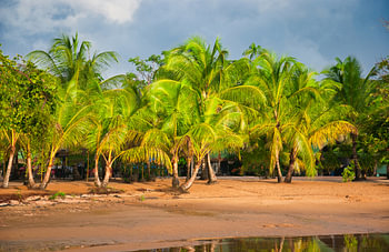Ein Strand entlang des Suriname-Flusses