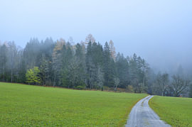 Weg führt durch grüne Wiesen zu nebligem Herbstwald von Tomherkules