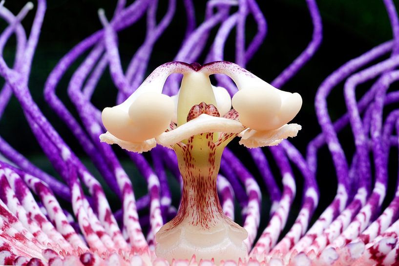 Purple 2 by Colors of the Jungle by Simon Kuyvenhoven
