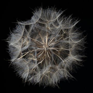 De Morgen Ster - Macro afbeelding van uitgebloeide morgenster bloem van Karin Bakker Fotografie